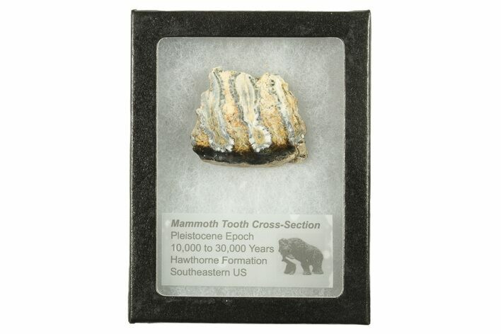 Mammoth Molar Slice With Case - South Carolina #291253